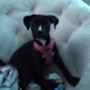 Meet your Posher, Kira